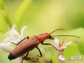 βMţжࡰţ h